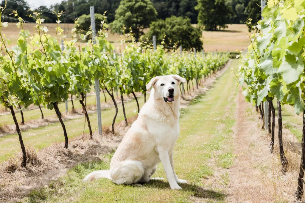 Pogo at Quob Park Estate A dog sitting in a vineyard plot at Quob Park Estate, Hampshire