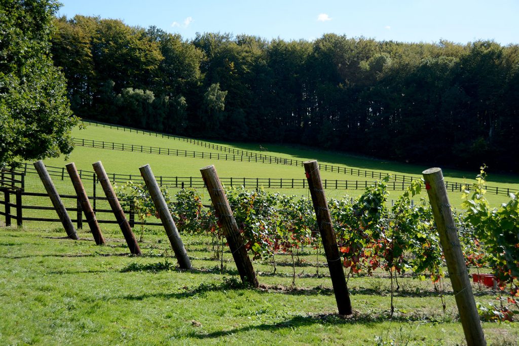 Quob Park Estate's initial harvest was completed in September 2018, a massive thank you to all of the Quob Park team and our extended family who took part in the hard work, and some fun, involved.  