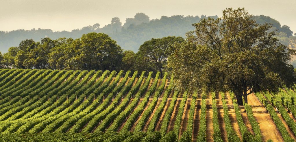 For almost 2000 years vines have been grown in this country for wine production but historically this wine was predominantly reserved for monasteries, palaces and large country houses and not for commercial sale.