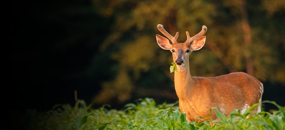 DeerrBanner