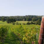 Quob Park Estate Vineyard