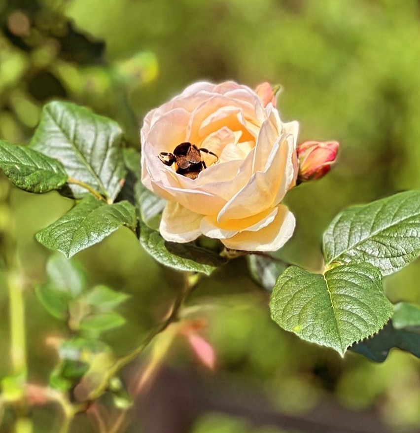 A roseate Quob Park Estate