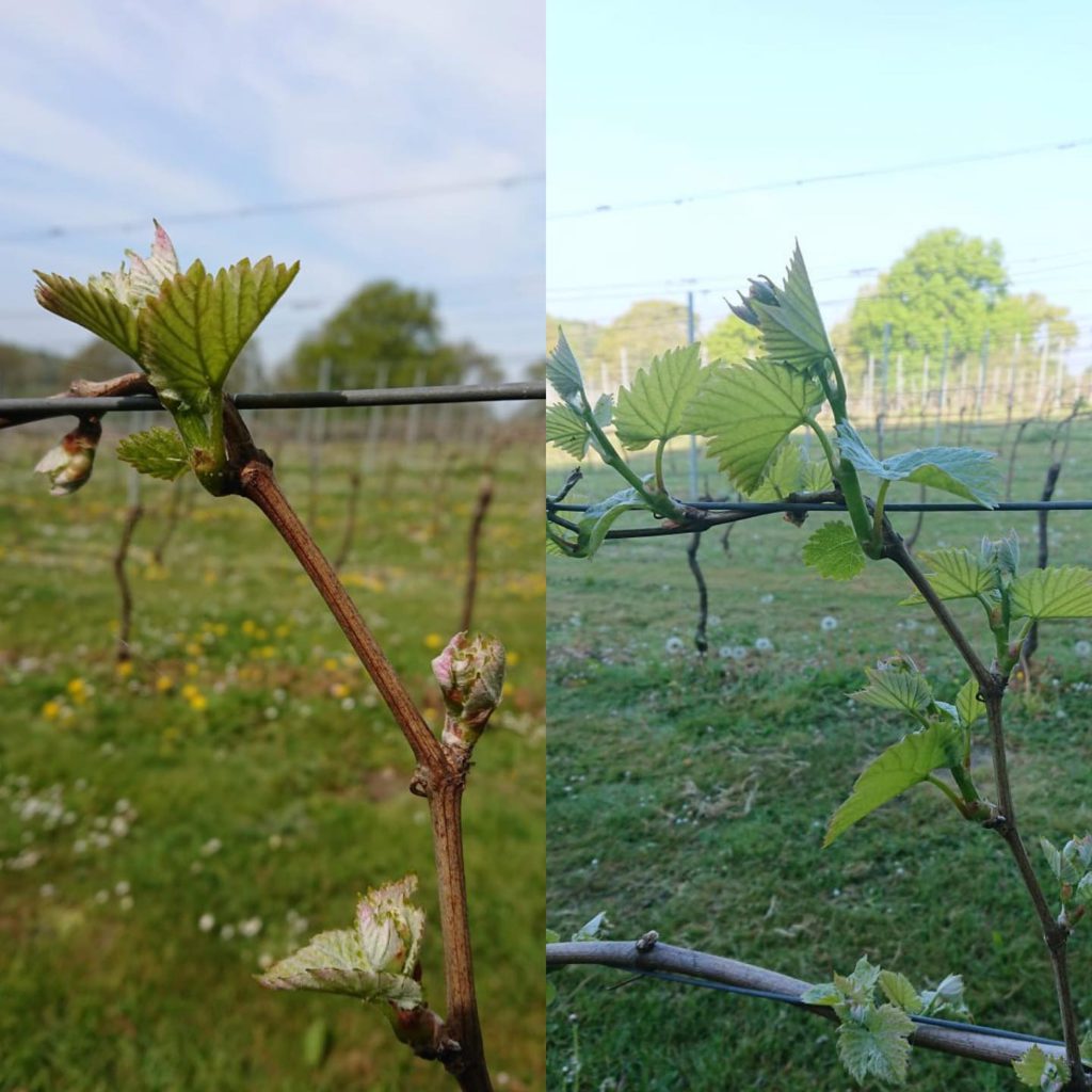 Buddy The Vine Buddy The Vine