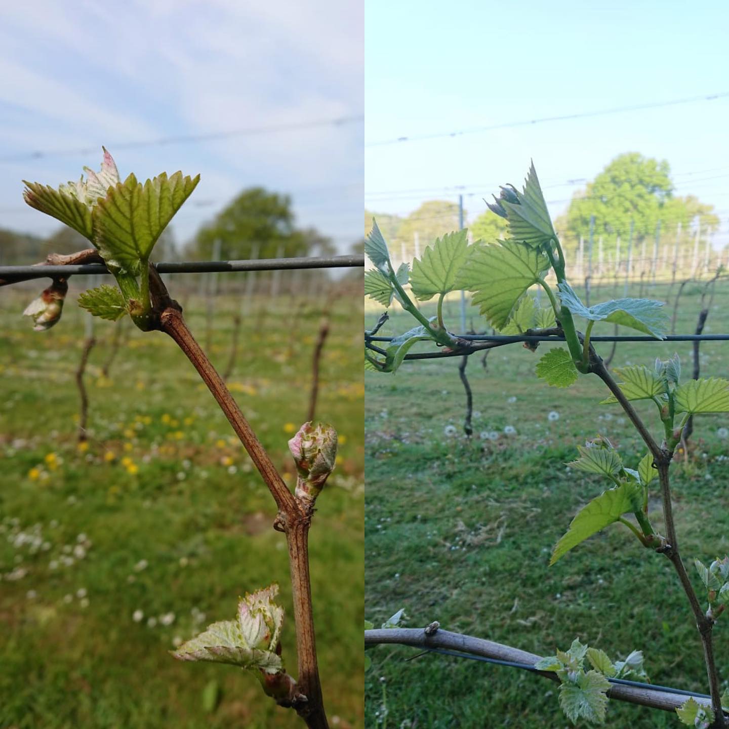 Buddy The Vine