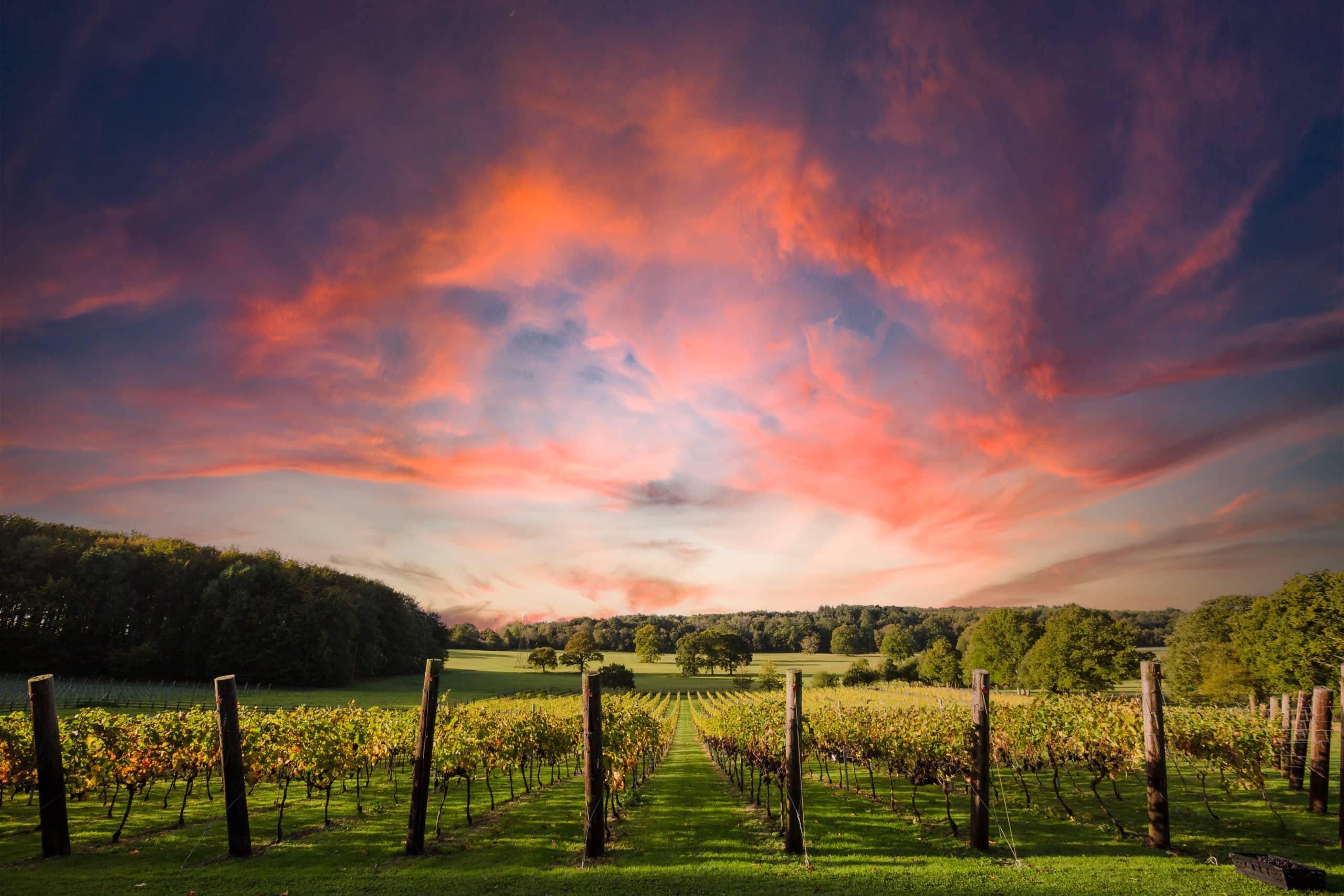 SKY - Harvest 2021-19 vanilla sky over a vineyard plot at Quob Park Estate