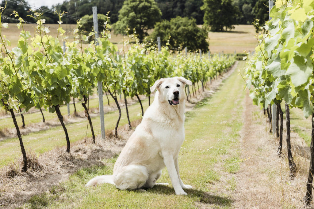 A dog sitting in a vineyard plot at Quob Park Estate, Hampshire