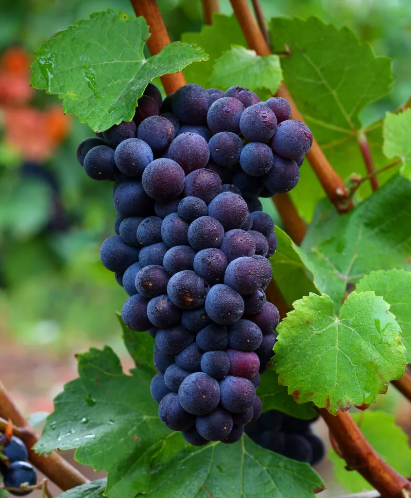 Pinot Noir grapes at Quob Park Estate