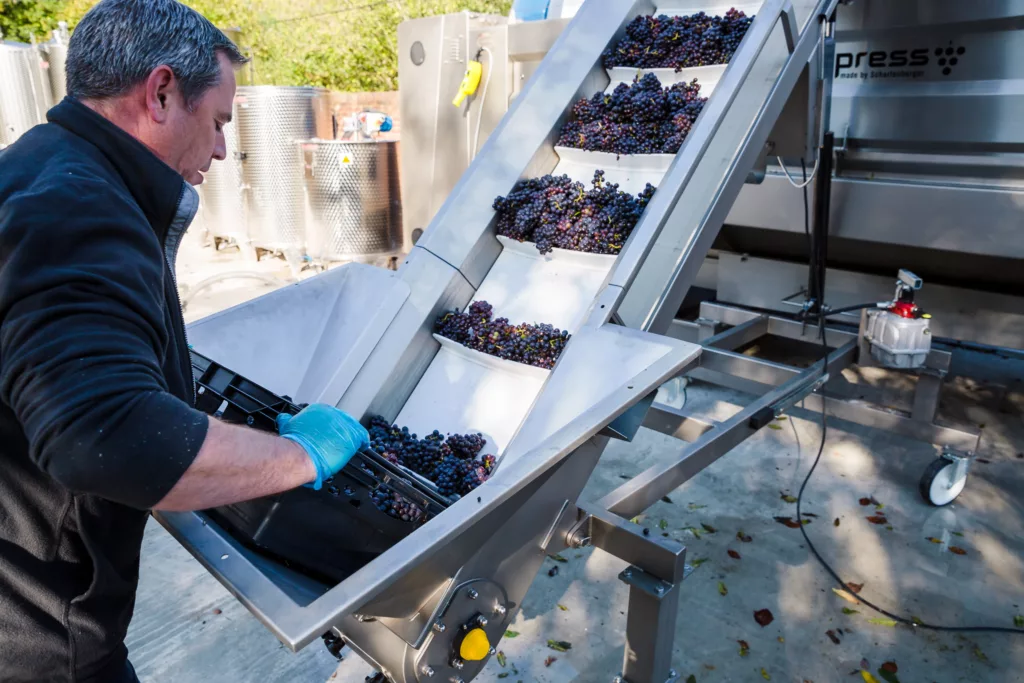 Hand sorting grapes at Quob Park Estate