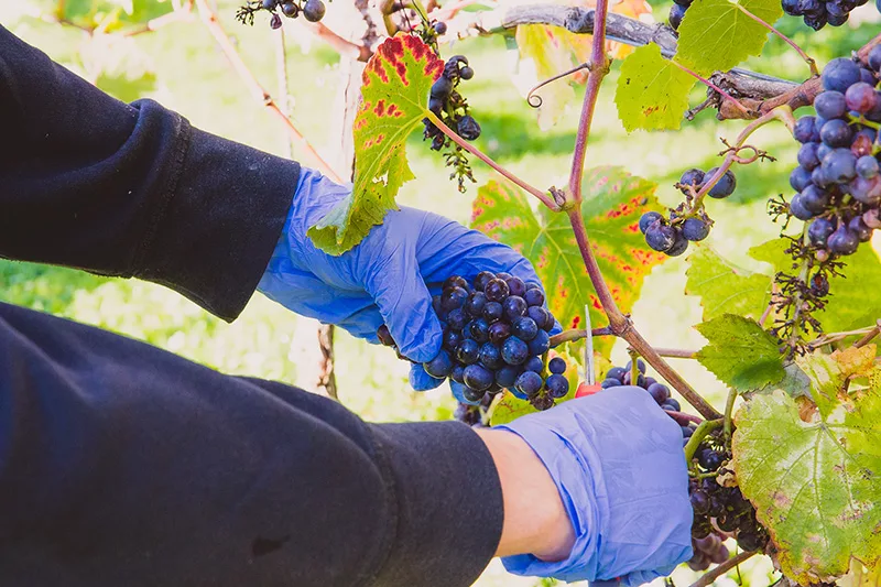 Harvesting grapes at Quob Park Estate Vineyard