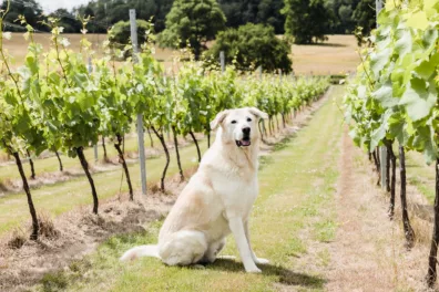 A dog sitting in a vineyard plot at Quob Park Estate, Hampshire