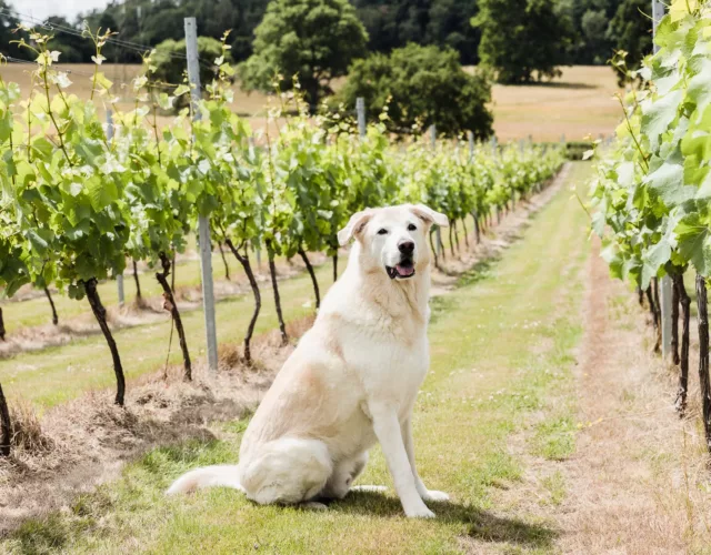 A dog sitting in a vineyard plot at Quob Park Estate, Hampshire