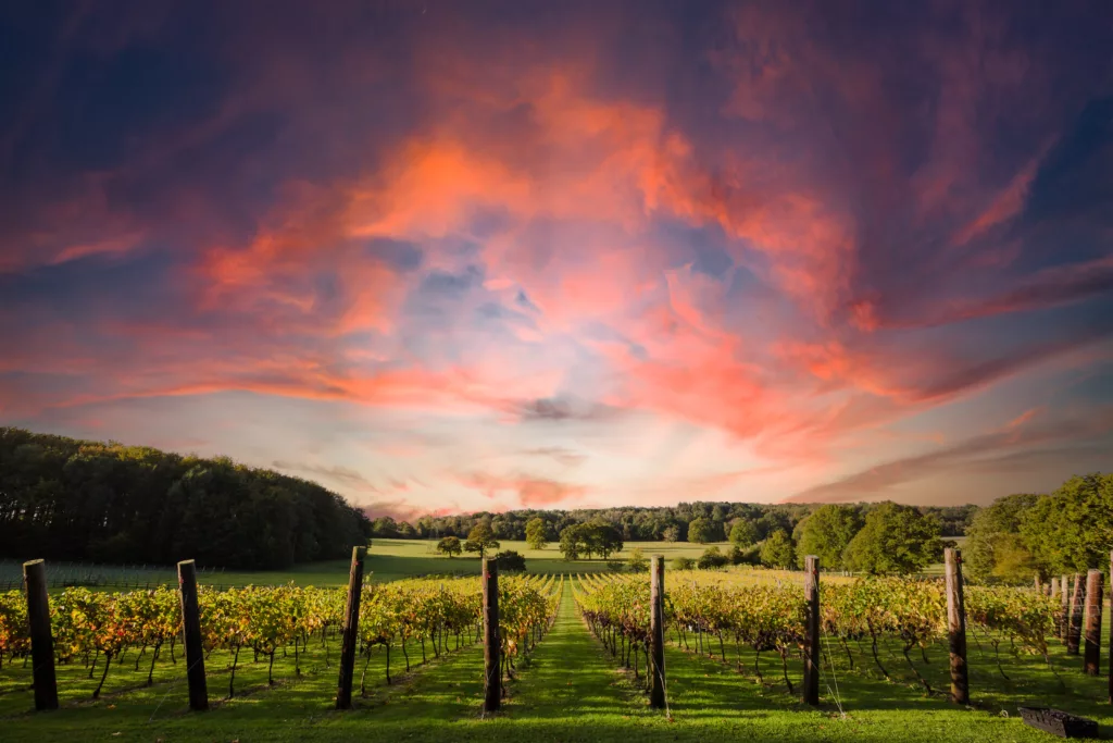 Vanilla Sky over Quob Park Estate Vineyard