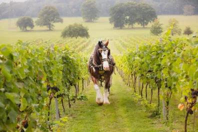 Quob Park Estate Horse Vineyard