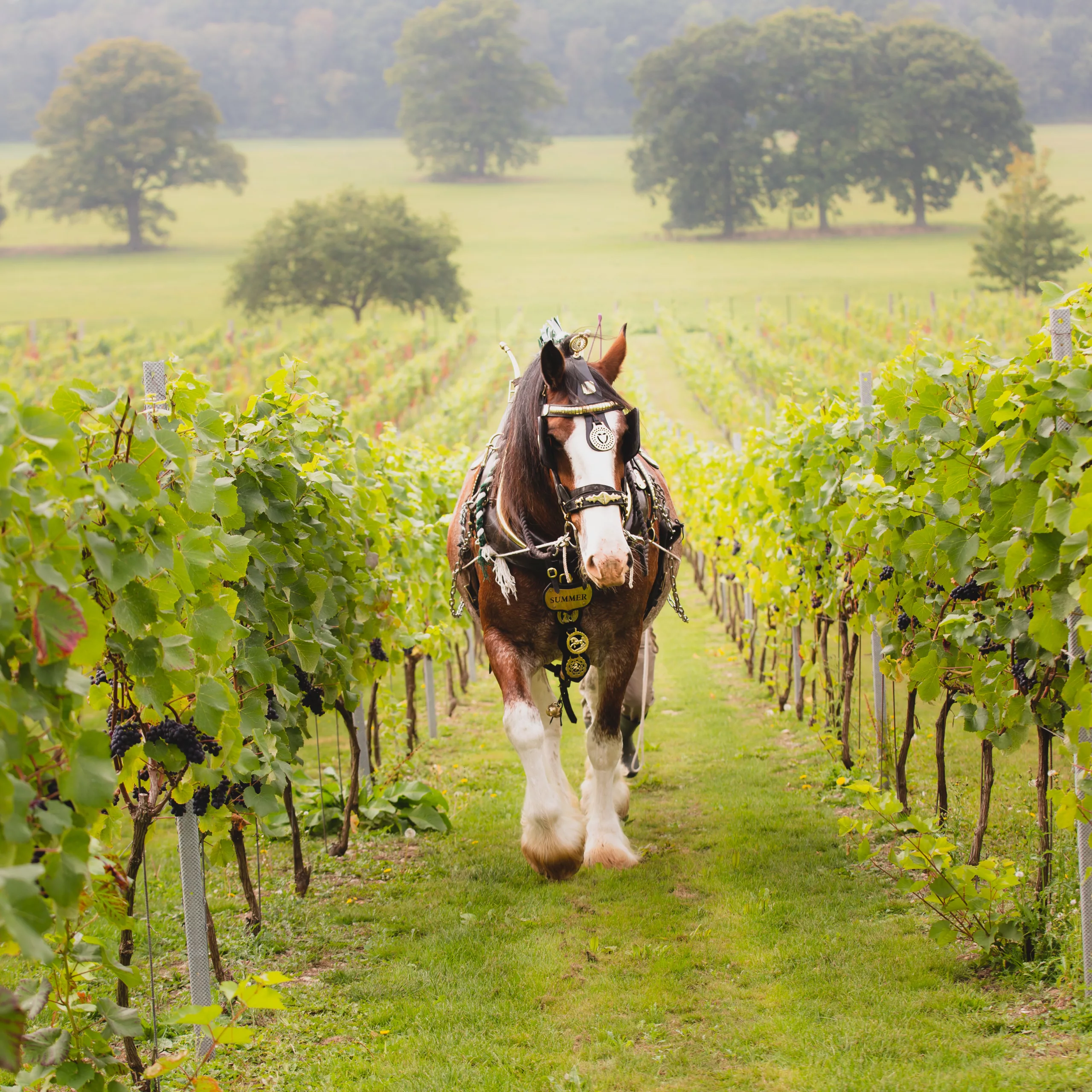 Quob Park Vineyard & Winery Tour